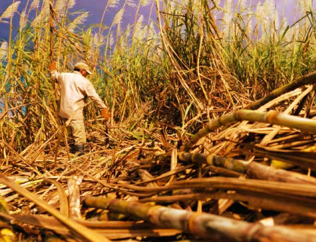 Sugarcane and molasses — the raw material